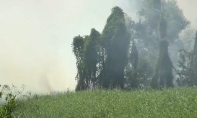 Kebakaran Lahan di Riau, Siswa SD Sulit Pulang ke Rumah