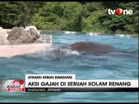 Atraksi Gajah Renang di Kebun Binatang Shizuoka