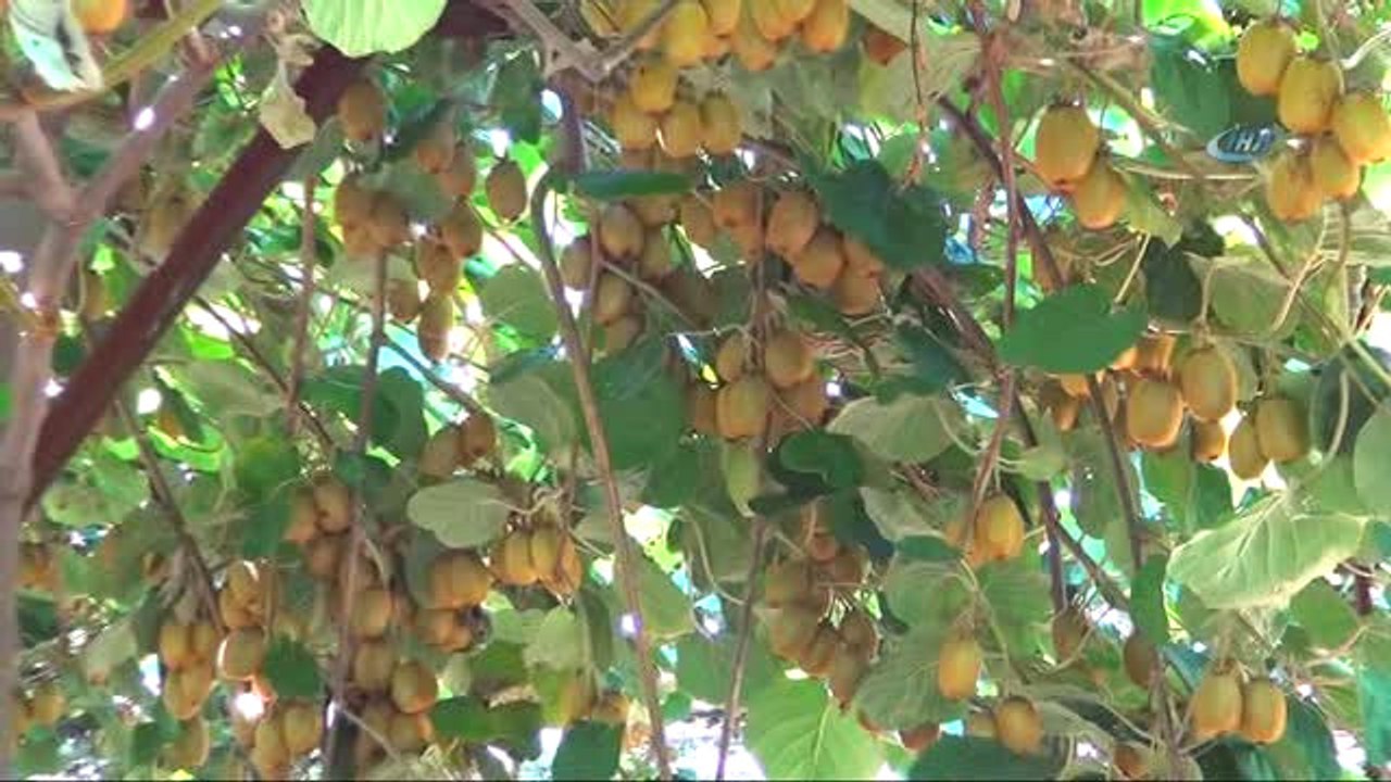 Türkiye'nin İlk Kivi Hasadı Silifke'de Yapıldı