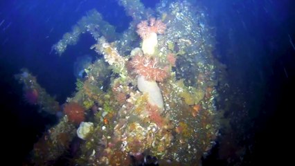 Discovery of WWII Ship Revives Memories