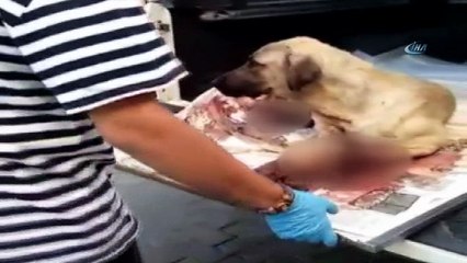 Ağır yaralanan köpek tedavi altına alındı