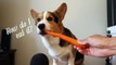 ASMR Corgi Dog Deliciously Eating -- So Satisfying || Extra After College