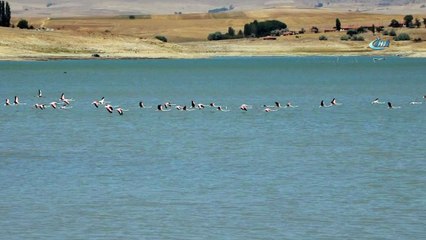 Flamingolar beslenmek için Yozgat'taki Gelingüllü Barajı'nı seçiyor