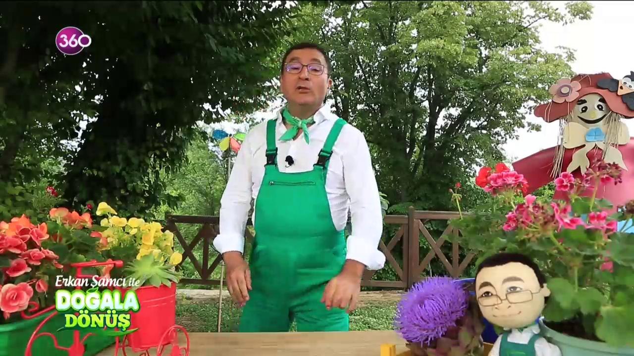 Doğala Dönüş