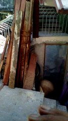 Practicing weigh lift