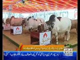 کراچی میں ایشیا کی سب سے بڑی مویشی منڈی میں خوبصورتی کی بہار آ گئی