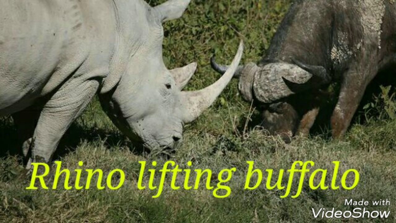 Rhino lifting buffalo , rhino vs buffalo video Dailymotion