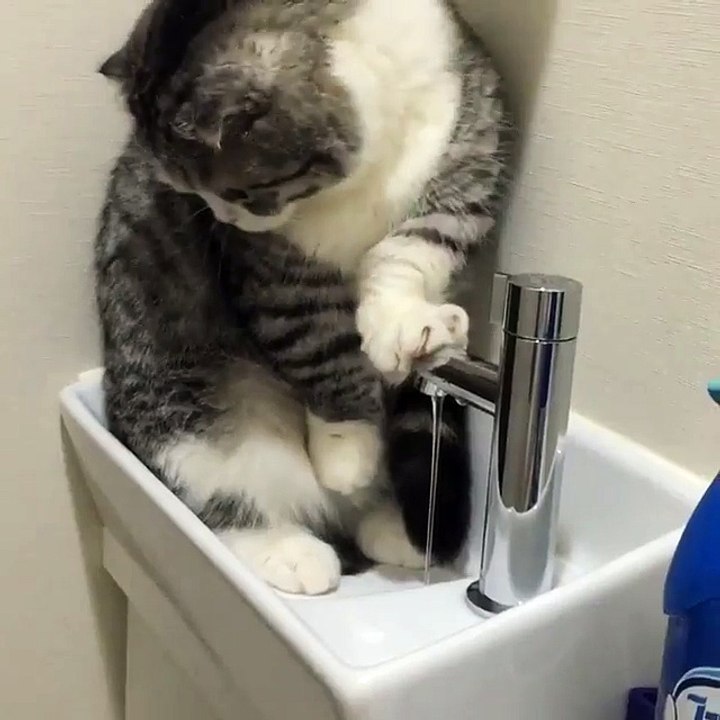 My cat is way too easily entertainedcat