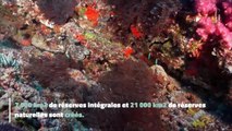 Une avancée majeure pour les récifs coralliens de Nouvelle-Calédonie