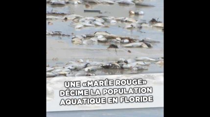 Une «marée rouge» décime la population aquatique en Floride