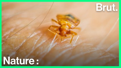 Le fléau des punaises de lit