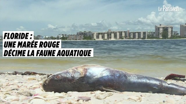 Floride : une marée rouge décime la faune aquatique
