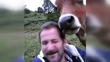 Sahibini yalayıp saçlarına şekil veren inek