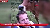Sahiblerinin saçını yalkayarak şeik veren inekler sosyal medyada gündem oldu