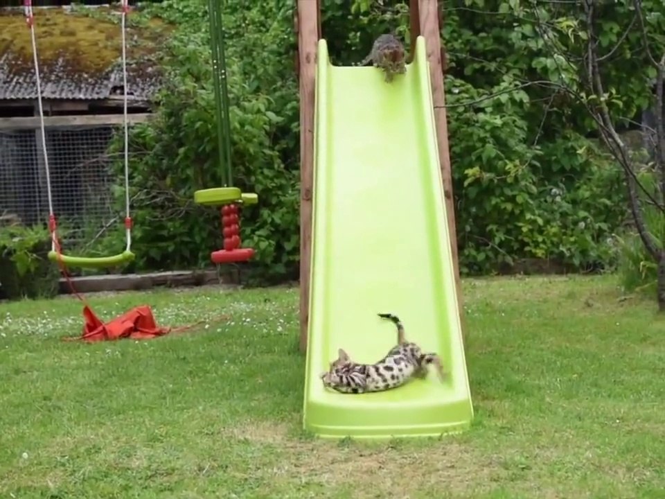 Ces chats Bengal adorent faire du toboggan