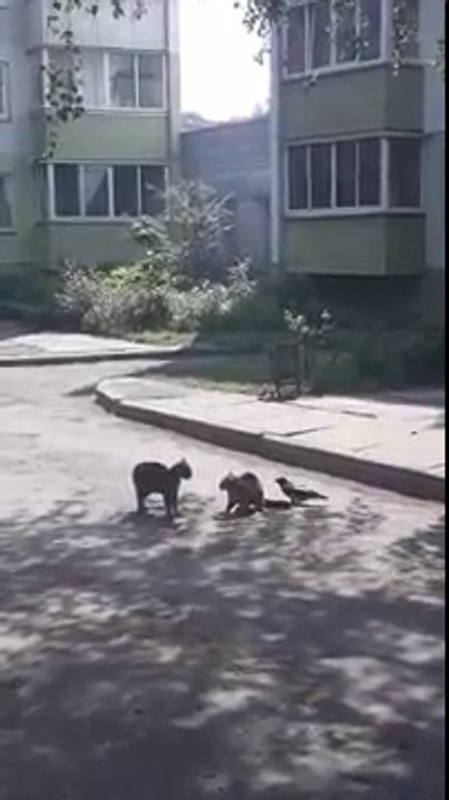 Une corneille vient défier 2 chats en plein combat