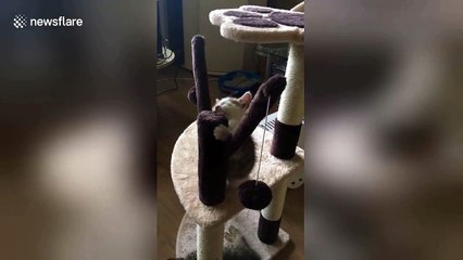 Ce chaton hésite entre jouer ou dormir