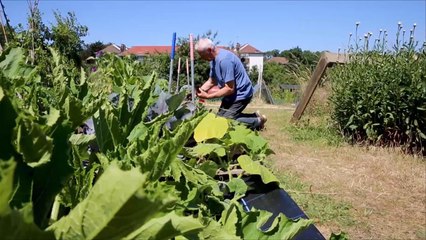 هذا الصباح- زراعة الحدائق الصغيرة ..توجه جديد ببريطانيا