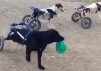 Descargar video: Rescue Dogs in Wheelchairs Play Adorable Game of Tag at Moroccan Animal Shelter