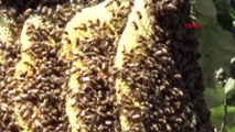 Bursa Ağaca Petek Yapan Arılar Mahalleliyi Çileden Çıkardı