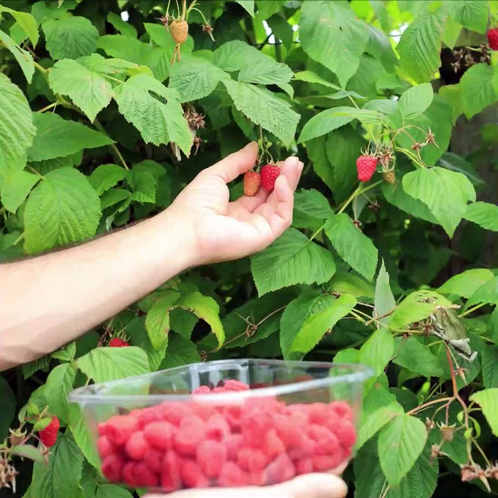 Un Jour, un jardin avec Annie