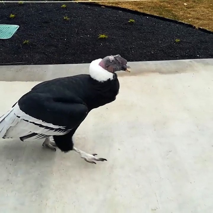 my friend found a rare bird and landed on ground & New birds spicies