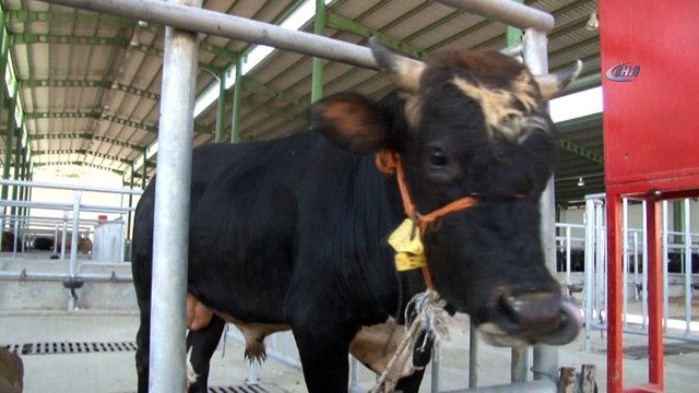 Bu kurbanlık pazarı hem alıcı hem de satışları memnun ediyor