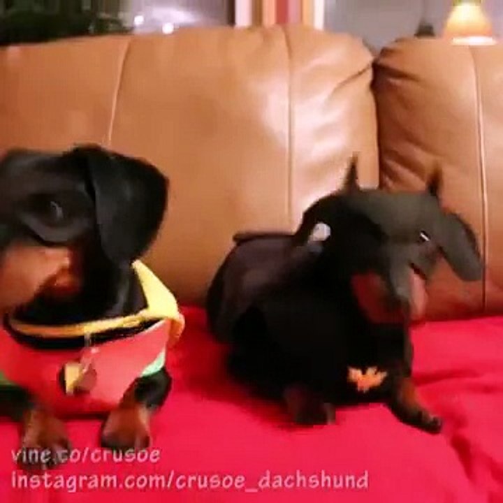 BatDog