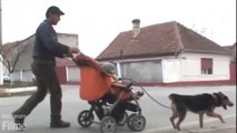Ein Hund geht ein Kind im Kinderwagen