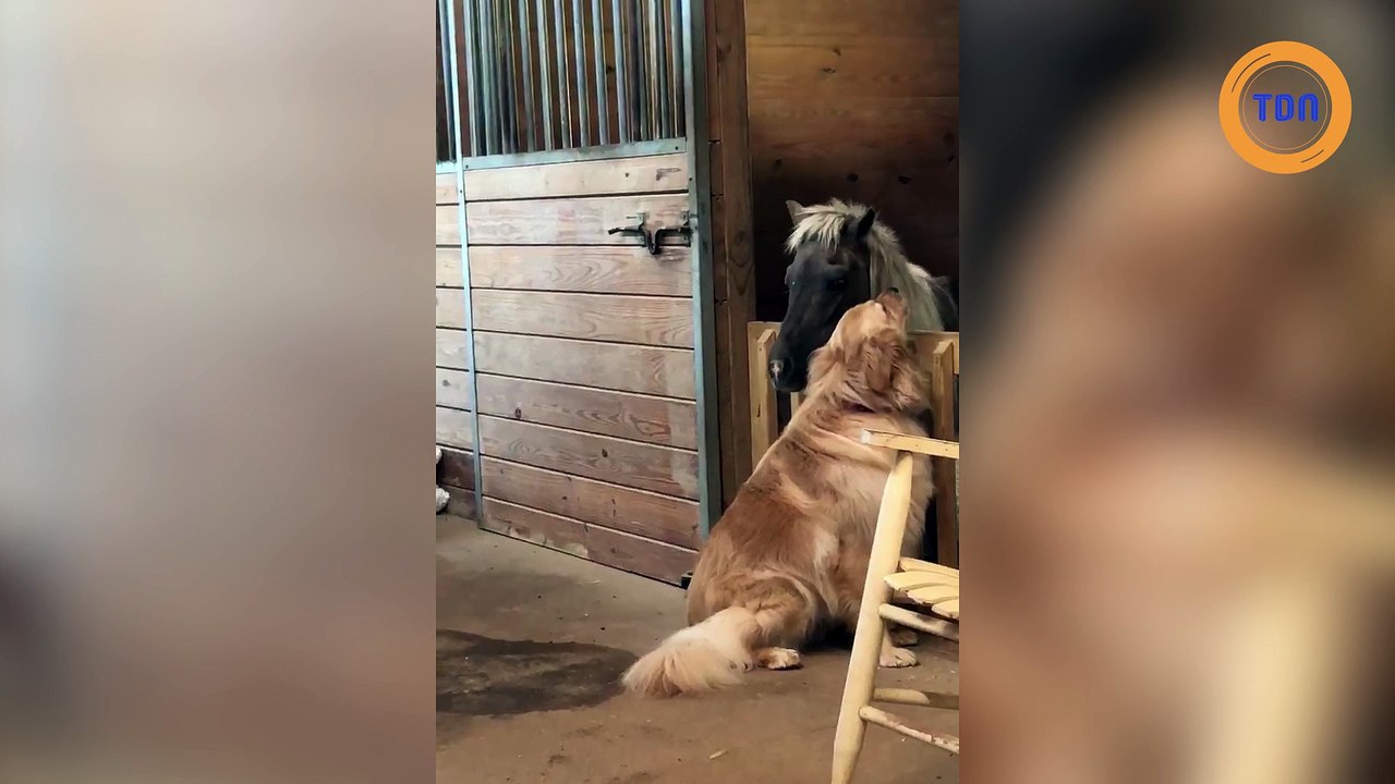 Elle filme son chien avec un poney qu’elle vient de sauver !