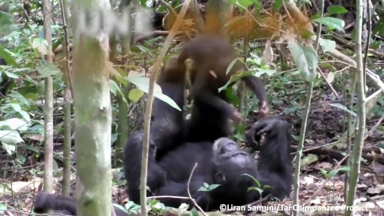 Émouvant : une maman chimpanzé joue avec son fils !