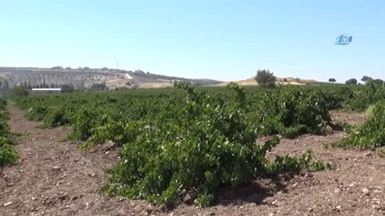 Kilis Karası Üzümler Kurutulmaya Başlandı