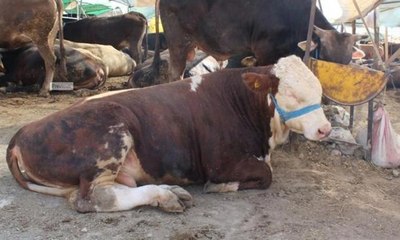 Keyifçi dana kesilmekten kurtuldu