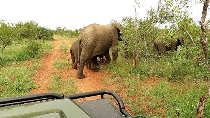 Cheeky baby elephant takes on safari vehicle