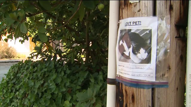 Kitten Found Beheaded in Washington May Be Linked to Other Cases