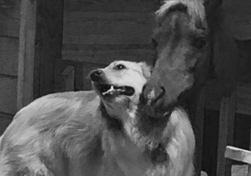 With Gentle Cuddles, Golden Retriever Comforts Rescue Horse