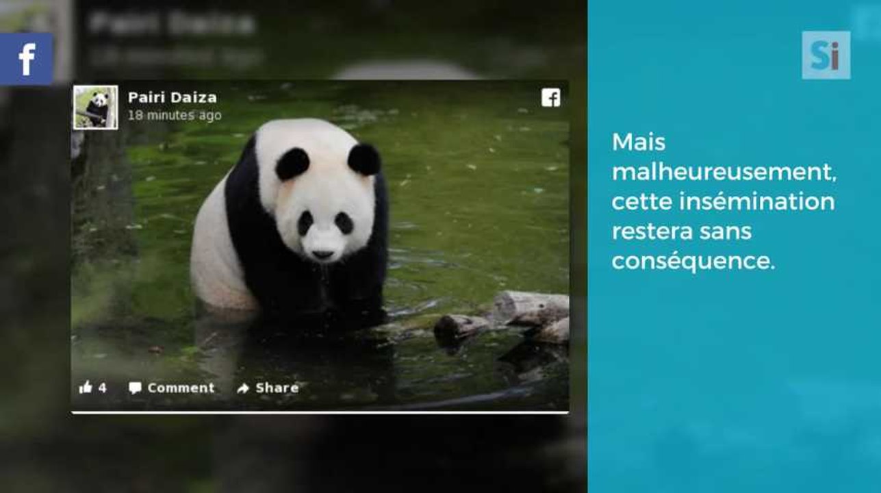 Pairi Daiza : pas de bébé panda cette année au parc