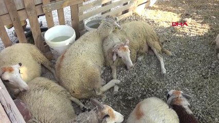 Çanakkale 'Dövizdeki Hareketlilik Kurbanlık Fiyatlarını Etkilemeyecek' Hd