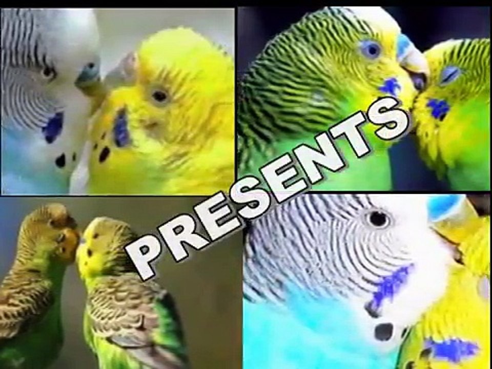 Introduction Of Budgies Kingdom - YouTube