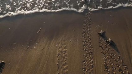 Angst vorm Fuchs: Schildkrötenbabies auf Zypern erhalten Schutz