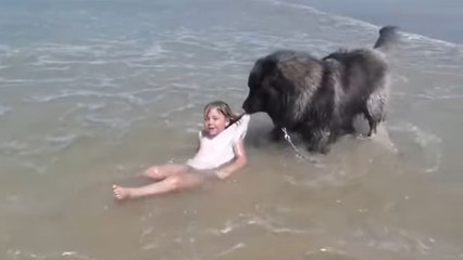 Un chien sort une fillette de l'eau (Normandie)