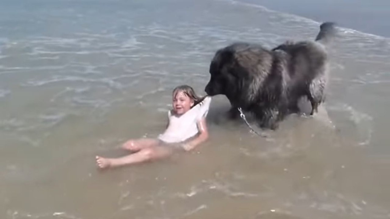 Un chien sort une fillette de l'eau (Normandie)