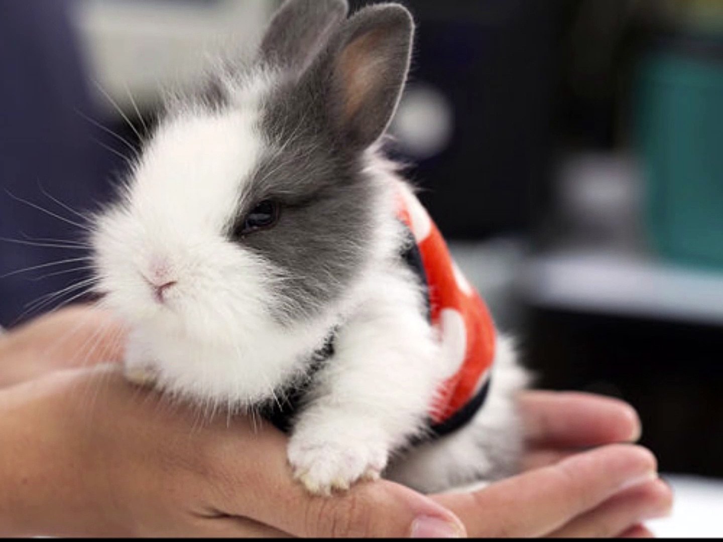 ⁣Los bebes conejitos lo más tiernos del mundo﻿