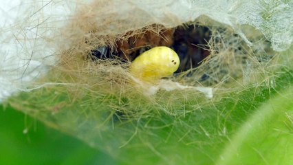 Larva Emerges From Caterpillar