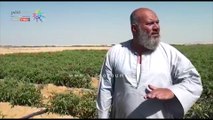 مزارع بالنوبارية يشكو من تلف أكثر من 50 ألف فدان طماطم بسبب الفيروسات