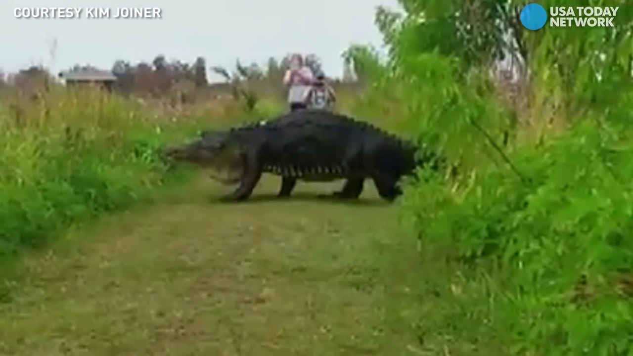 Ce qui va traverser ce chemin va vous faire frissonner.... Crocodile géant