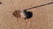 Mais quel est cet animal mystérieux trouvé sur la plage???