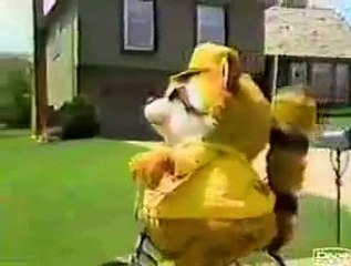 PSA - Racoon - Ride Your Bike Safely