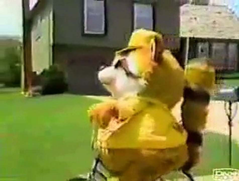 PSA - Racoon - Ride Your Bike Safely