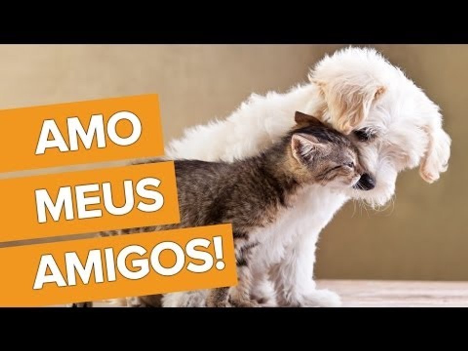 Amo meus amigos! Para sempre comigo!